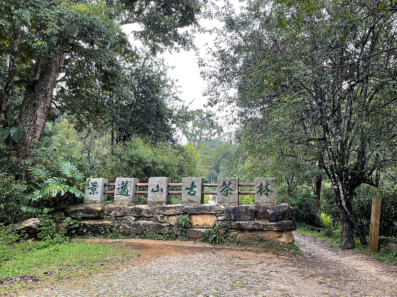 Named entrance to Dapingzhang Old Tea Forest with mixed vegetation and a permitted path