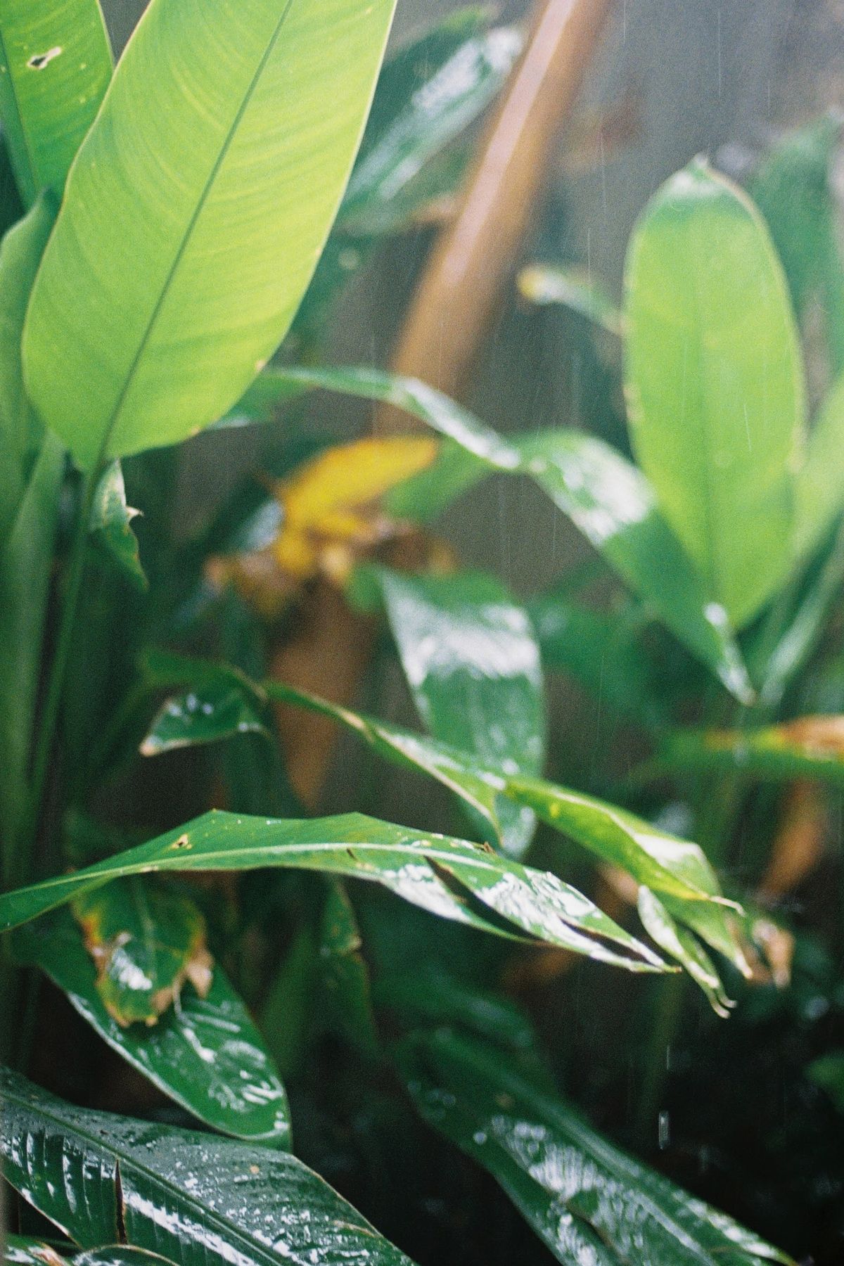 Vibrant green leaves in a tropical Balinese rainforest after rain, showcasing lush, fresh foliage.